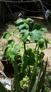 A traditional Mayan super-food, chaay is very similar to kale.
