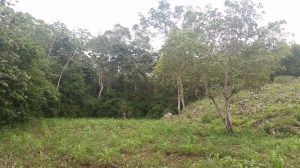 It took a ten minute trek through the jungle to see this field. It was worth all of the mosquito and ant bites! 